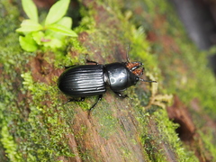 Phrenapates