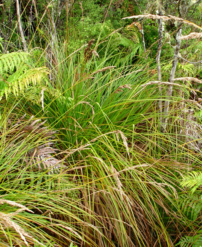 Carex sectoides