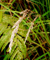 Carex sectoides