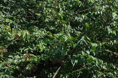Bridelia micrantha
