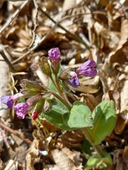 Pulmonaria mollis