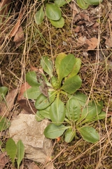 Obovata