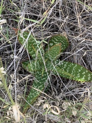 Aloe greatheadii