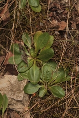 Obovata