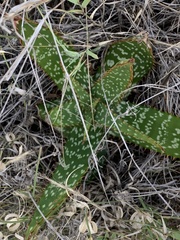 Aloe greatheadii