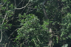 Protorhus longifolia