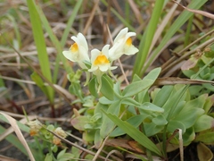 Linaria japonica
