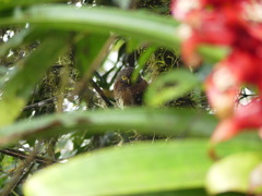 Glaucidium