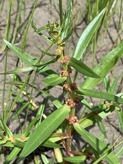 Ammannia baccifera