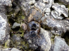 Melinopterus sphacelatus