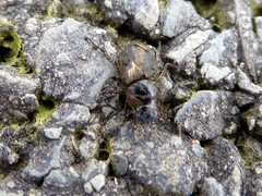 Melinopterus sphacelatus