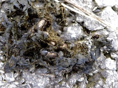 Melinopterus sphacelatus