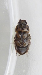 Melinopterus sphacelatus