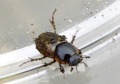 Melinopterus sphacelatus