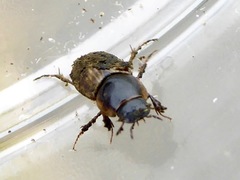 Melinopterus sphacelatus