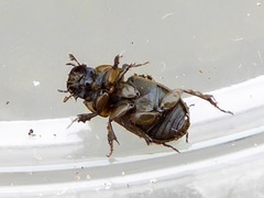 Melinopterus sphacelatus