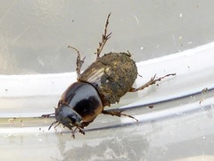 Melinopterus sphacelatus