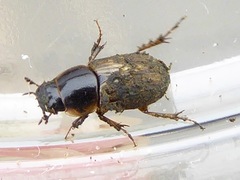 Melinopterus sphacelatus