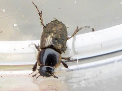 Melinopterus sphacelatus