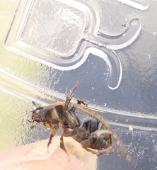 Melinopterus sphacelatus