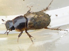 Melinopterus sphacelatus
