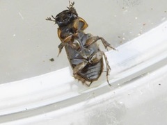 Melinopterus sphacelatus