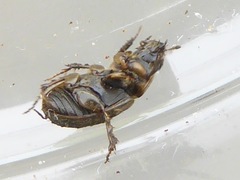 Melinopterus sphacelatus