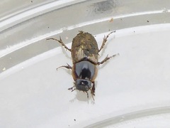 Melinopterus sphacelatus