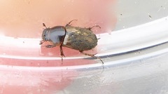 Melinopterus sphacelatus