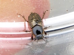 Melinopterus sphacelatus