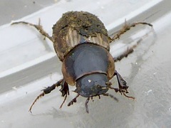 Melinopterus sphacelatus