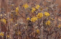 Senna artemisioides helmsii