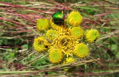 Leucocelis