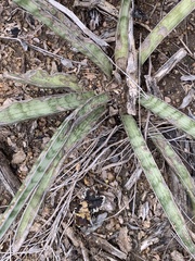 Sansevieria aethiopica