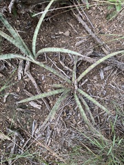 Sansevieria aethiopica