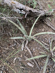 Sansevieria aethiopica