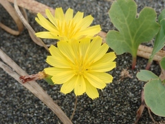Ixeris repens