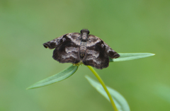 Helias phalaenoides