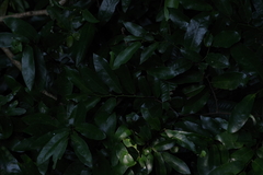 Monanthotaxis caffra