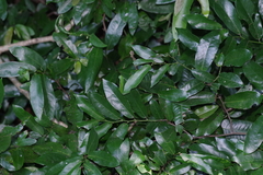 Monanthotaxis caffra