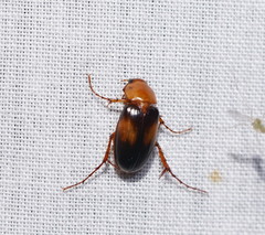 Phyllotocus bimaculatus