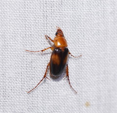 Phyllotocus bimaculatus