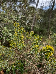 Genista scorpius scorpius