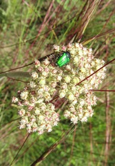 Helichrysum griseum