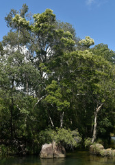 Buckinghamia celsissima