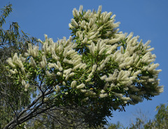 Buckinghamia celsissima