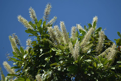 Buckinghamia celsissima