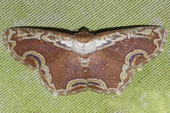 Sabulodes ornatissima