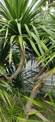Dracaena cochinchinensis