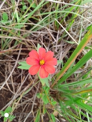 Zinnia peruviana